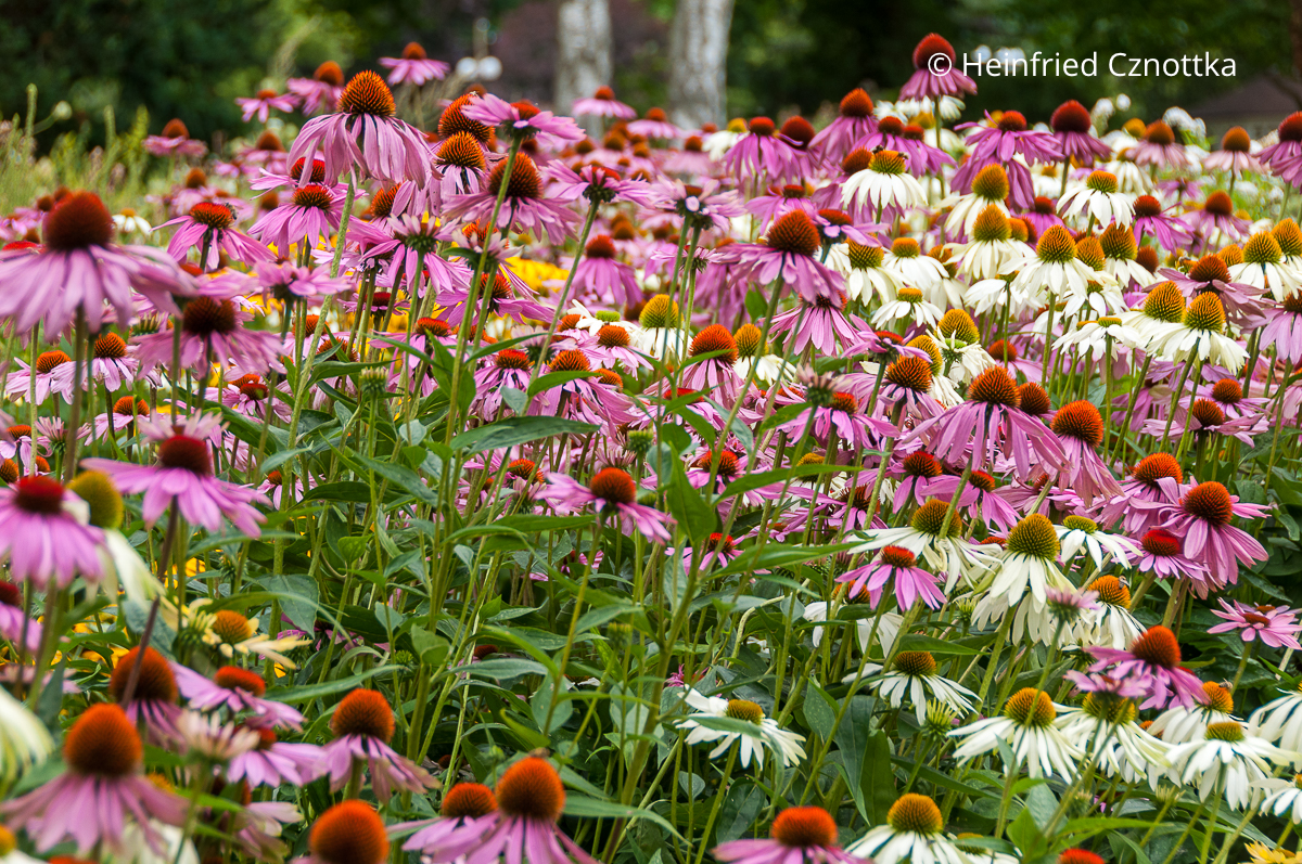 Stauden kombinieren mit gleicher Blütenform und harmonischen Farben: weiße Scheinsonnenhüte (Echinacea purpurea) 'Alba' und rosa Scheinsonnenhut Stauden kombinieren mit gleicher Blütenform und harmonischen Farben: weiße Scheinsonnenhüte (Echinacea purpurea) 'Alba' und rosa Scheinsonnenhut