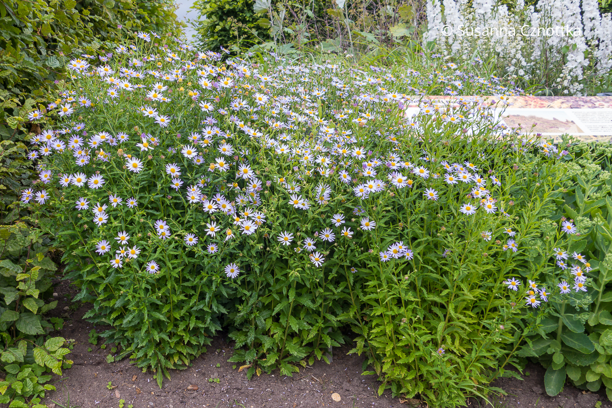 Schönaster (Kalimeris incisa) 'Charlotte'