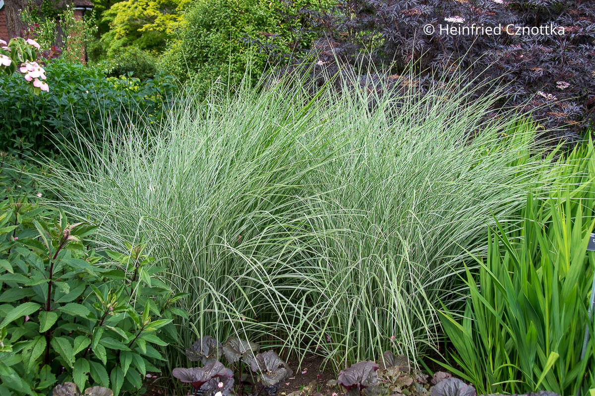 Chinaschilf (Miscanthus sinensis) 'Morning Light' Chinaschilf (Miscanthus sinensis) 'Morning Light' mit feinen weißen Streifen auf den Halmen