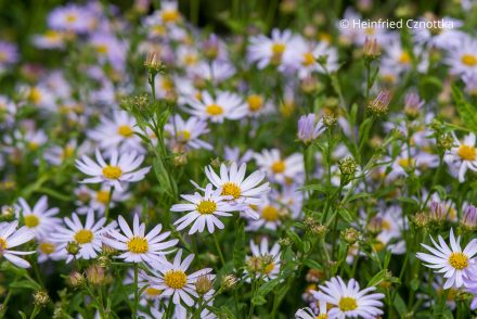 Schönaster (Kalimeris incisa) 'Charlotte' mit blassblauen Körbchenblüten