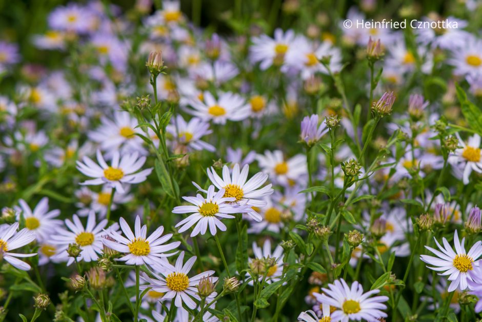 Schönaster (Kalimeris incisa) 'Charlotte' mit blassblauen Körbchenblüten