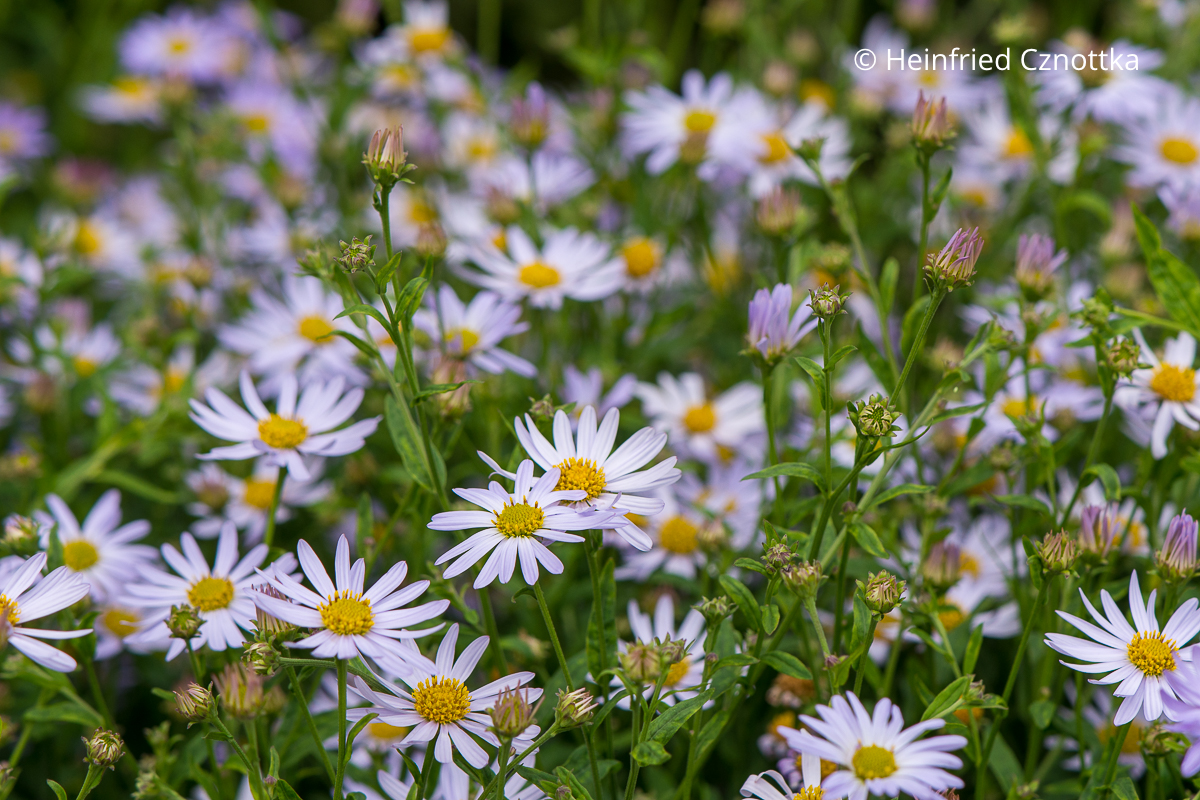 Schönaster (Kalimeris incisa) 'Charlotte' mit blassblauen Körbchenblüten