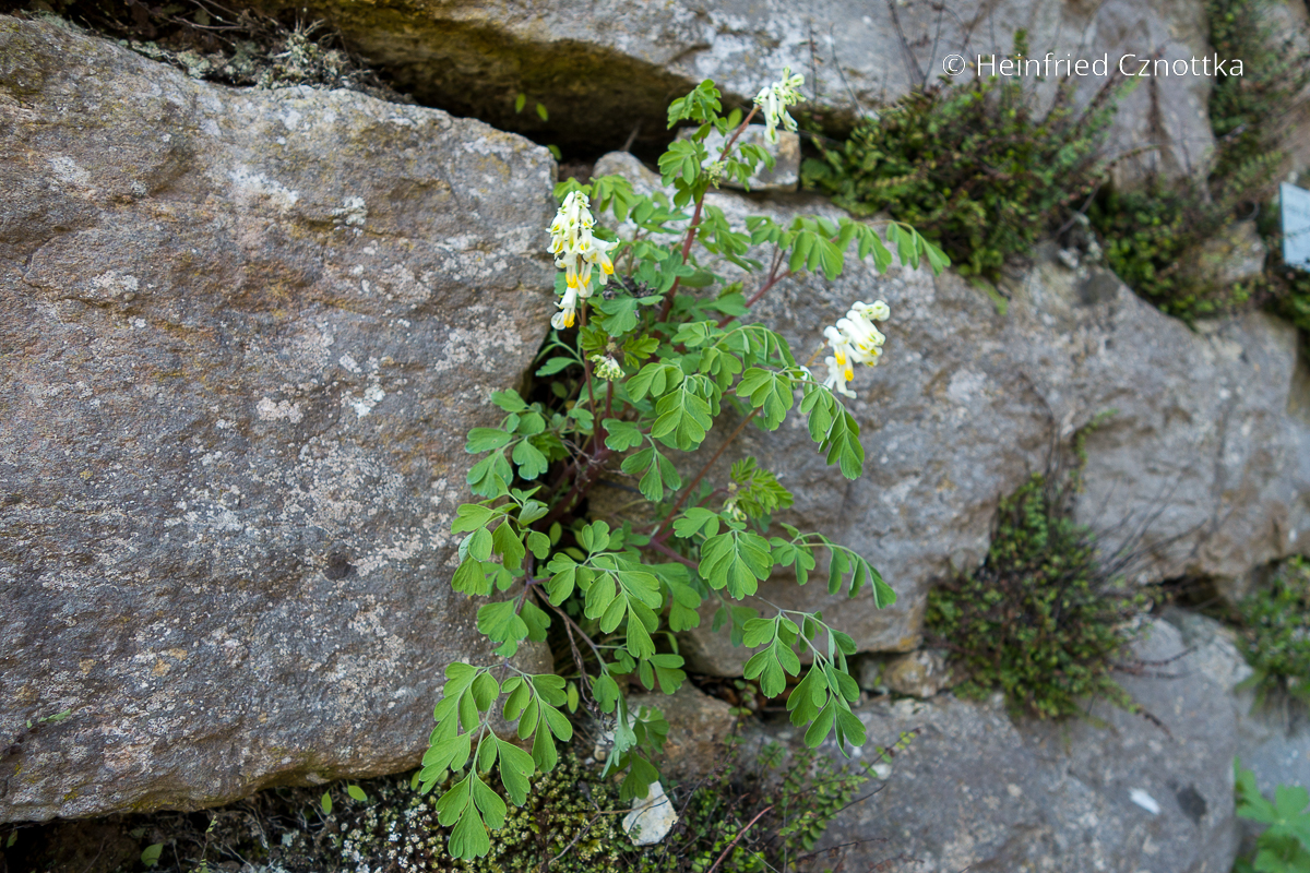 Mauerblümchen für Steingärten und Trockenmauern: blassgelber Scheinlerchensporn (Pseudofumaria alba)