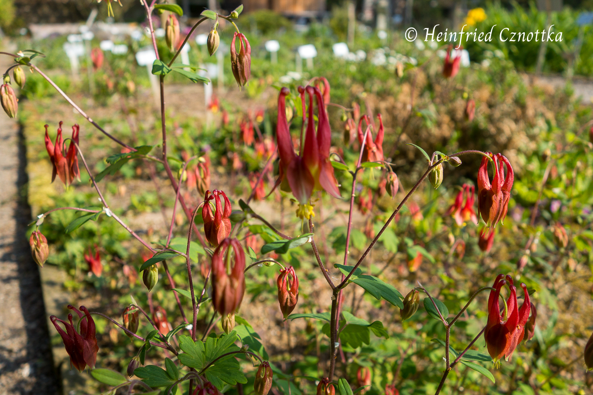 Kanadische Akelei (Aquilegia canadensis ) mit roten Blüten und langen Spornen