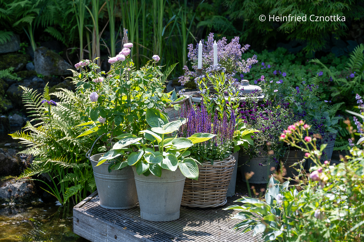 Ein Topfgärtchen mit rosa und violett blühenden Pflanzen in verzinkten Gefäßen und Körben Ein Topfgärtchen mit rosa und violett blühenden Pflanzen in verzinkten Gefäßen und Körben