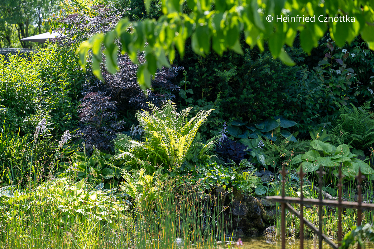 Attraktive Pflanzenkombination: der Schwarze Holunder (Sambucus nigra) 'Black Lace' und ein hellgrüner Farn Attraktive Pflanzenkombination: der Schwarze Holunder (Sambucus nigra) 'Black Lace' und ein hellgrüner Farn