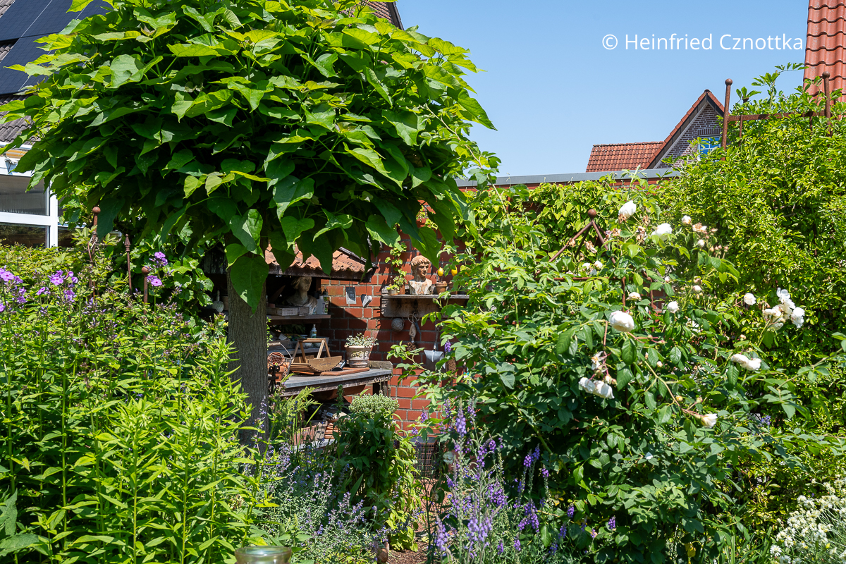 Durchblick zwischen Stauden und einem Kugel-Trompetenbaum (Catalpa bignonioides) 'Nana' auf einen Pflanztisch Durchblick zwischen Stauden und einem Kugel-Trompetenbaum (Catalpa bignonioides) 'Nana' auf einen Pflanztisch