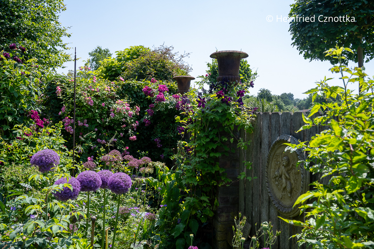 Zierlauch, violette Clematis und purpurrote Kletterrosen in einem Cottagegartenbeet Zierlauch, violette Clematis und purpurrote Kletterrosen in einem Cottagegartenbeet