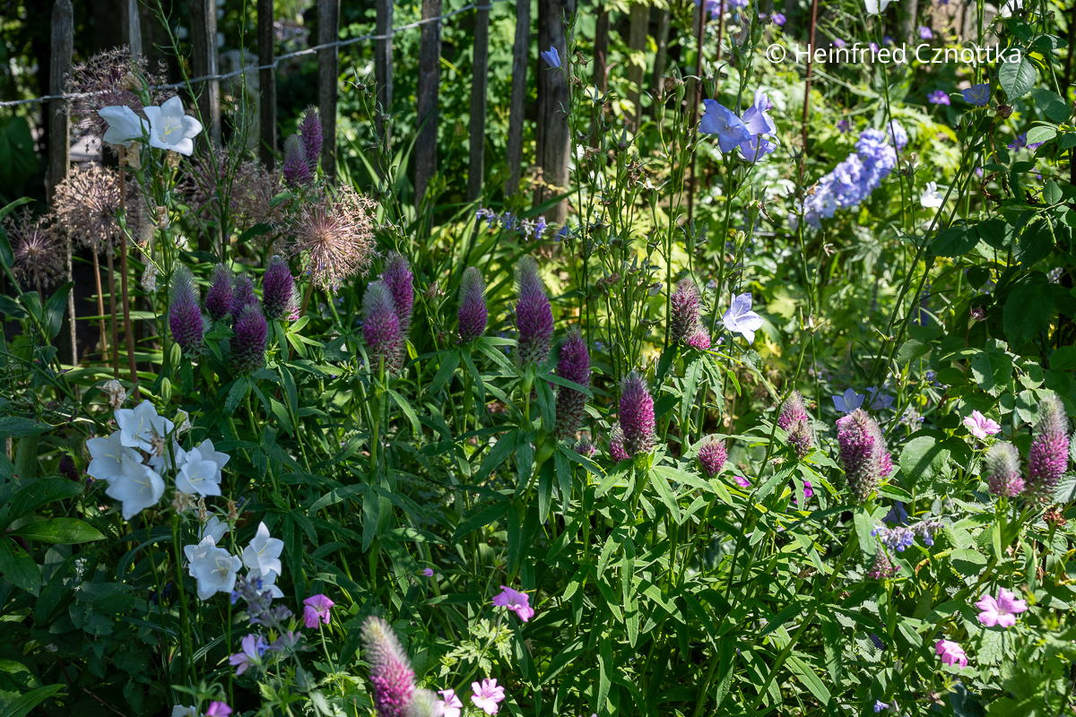 Purpur-Klee (Trifolium rubens) und eine weiße Pfirsichblättrige Glockenblume (Campanula persicifolia) Purpur-Klee (Trifolium rubens) und eine weiße Pfirsichblättrige Glockenblume (Campanula persicifolia)