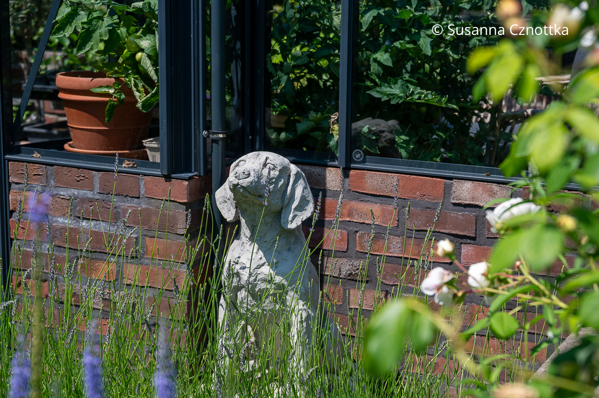 Ein steinerner Hund hält im Garten Wache Ein steinerner Hund vor einem gemauerten Gewächshaussockel