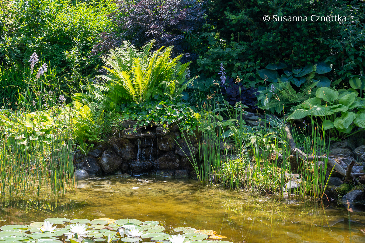 Ein kleiner Wasserfall an einem Gartenteich Ein kleiner Wasserfall an einem Gartenteich