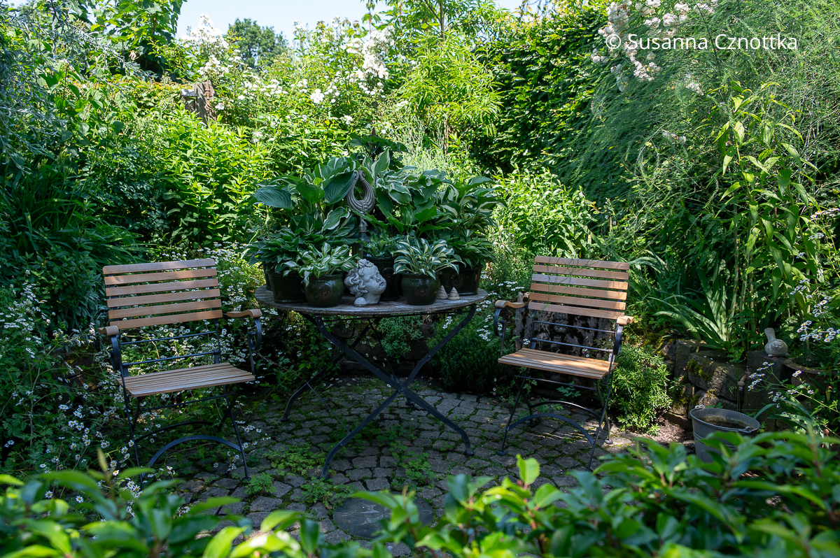 Eine Funkiensammlung auf einem Tisch in einem kleinen Senkgarten Eine Funkiensammlung auf einem Tisch in einem kleinen Senkgarten