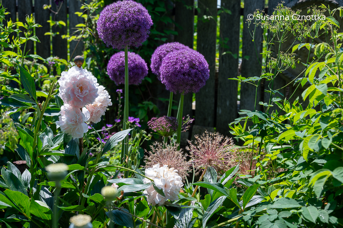 Violette Alliumblüten und eine rosa Edel-Pfingstrose (Paeonia lactiflora) Violette Alliumblüten und eine rosa Edel-Pfingstrose (Paeonia lactiflora)