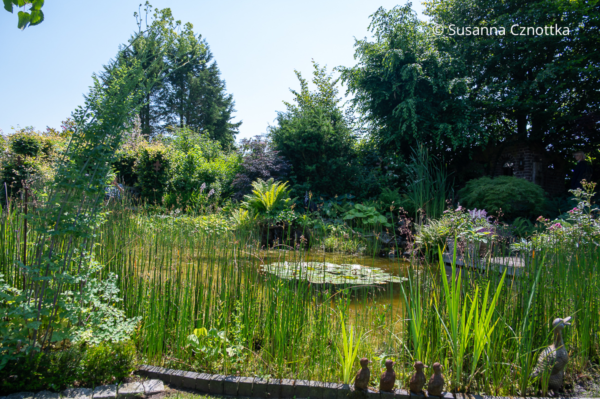Ein Gartenteich mit Seerosen vor einer gemischten Hecke Ein Gartenteich mit Seerosen vor einer gemischten Hecke