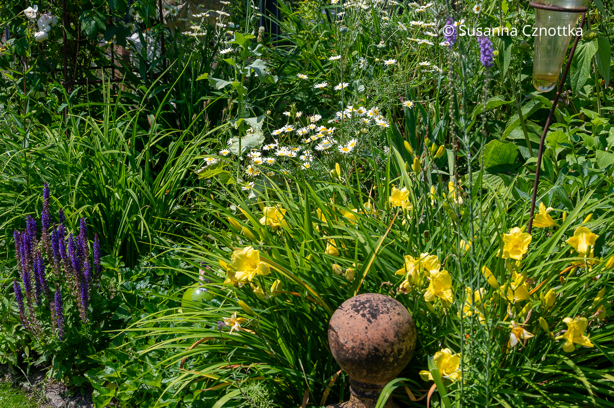 Frühsommerliche Staudenkombination: violetter Steppen-Salbei (Salvia nemorosa), gelbe Taglilie (Hemerocallis) und Margerite Frühsommerliche Staudenkombination: violetter Steppen-Salbei (Salvia nemorosa), gelbe Taglilie (Hemerocallis) und Margerite