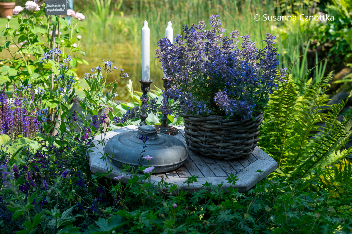 Gartendekoration mit einer alten Wärmflasche aus Zink und Katzenminze in einem Korb auf einem Tischchen Gartendekoration mit einer alten Wärmflasche aus Zink und Katzenminze in einem Korb auf einem Tischchen