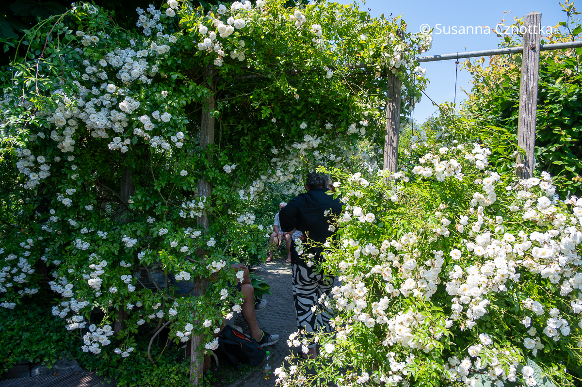 Üppige weiße Ramblerrosen 'Sander's White' an einer Pergola Üppige weiße Ramblerrosen 'Sander's White' an einer Pergola