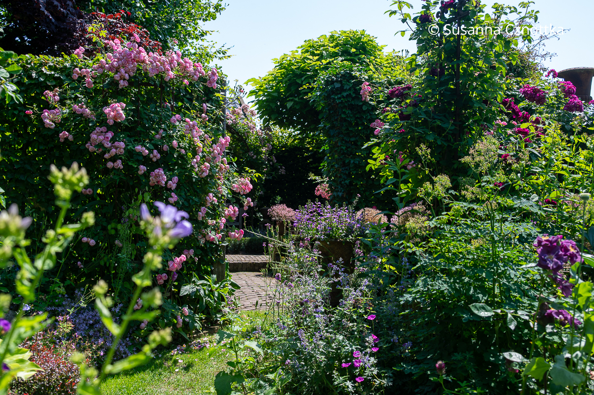 Die rosa Kletterrose 'Raubritter' blüht üppig im Purpurgarten Die rosa Kletterrose 'Raubritter' blüht üppig an einem Rankgerüst in einem Gartenraum mit purpurfarbenen Blüten