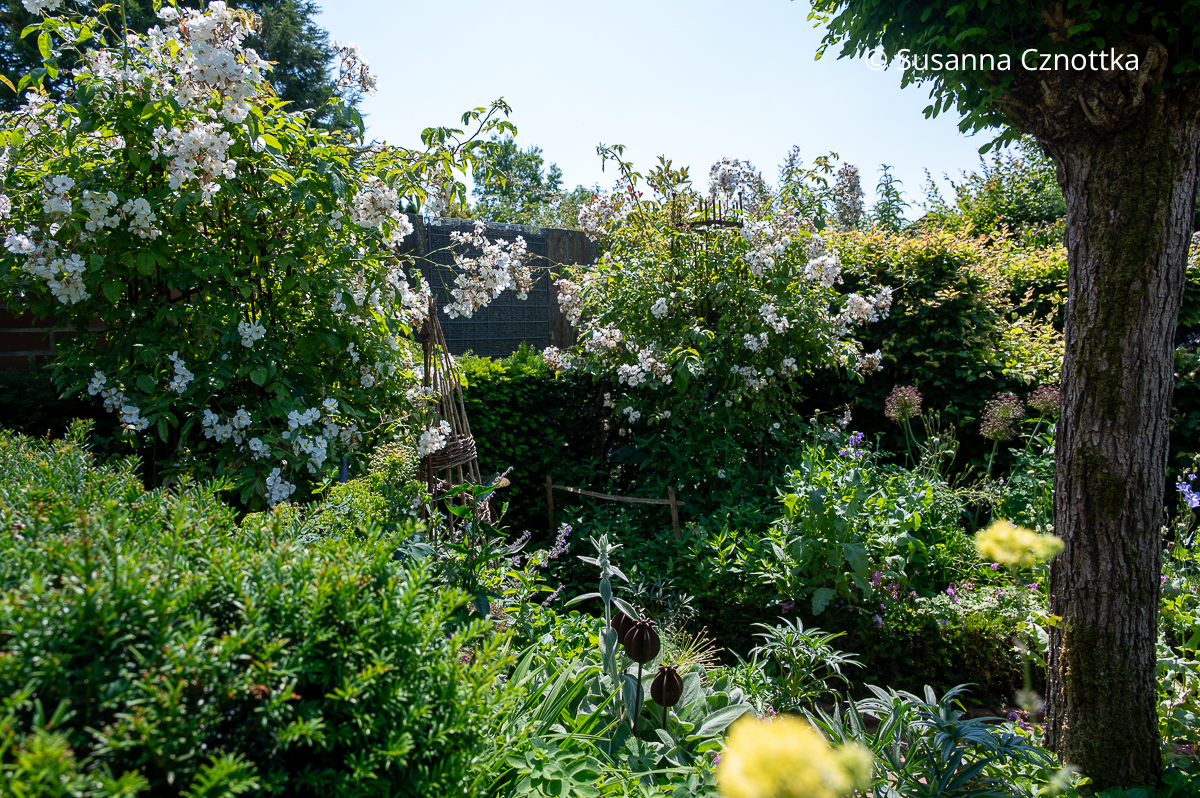 Weiße Kletterrosen in einem Garten Weiße Kletterrosen in einem Garten