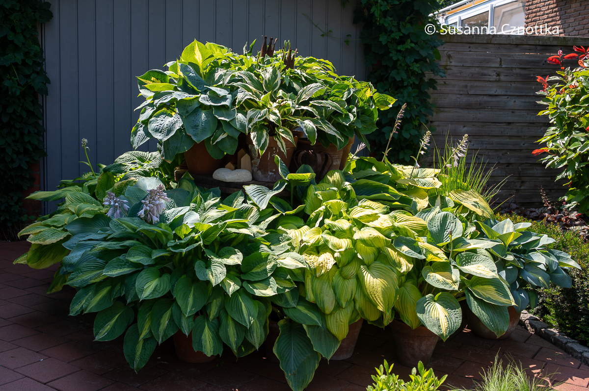 Eine Sammlung von Funkien (Hosta) Eine Sammlung von Funkien (Hosta)