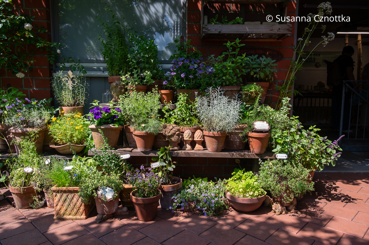 Ein Topfgarten mit Kräutern in Tontöpfen Ein Topfgarten mit Kräutern in Tontöpfen