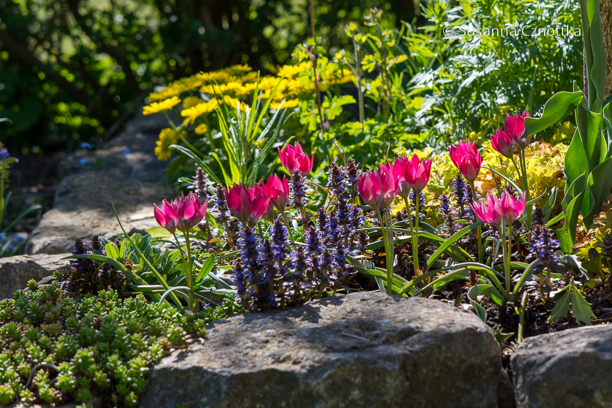 Zwerg-Tulpe (Tulipa humilis) 'Little Beauty' mit rotlaubigem Kriechendem Günsel (Ajuga reptans) 'Elmblut'