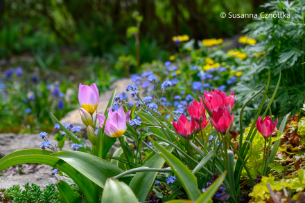 Wildtulpen oder Botanische Tulpen: Kreta-Tulpe 'Lilac Wonder' und Zwerg-Hellviolette und dunkel pinke kleine Tulpen mit blauen Vergissmeinnicht