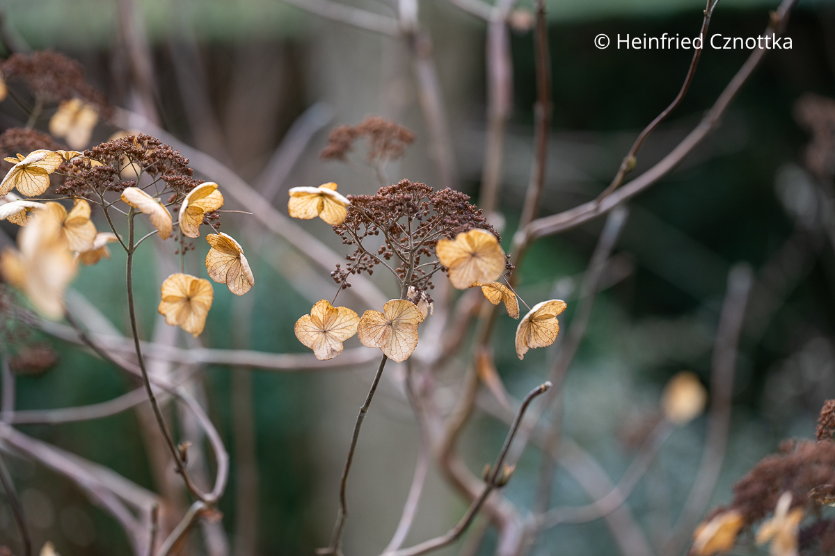 Winteraspekt: Blütenreste einer Hortensie