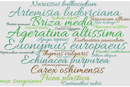Wortwolke mit botanischen Namen